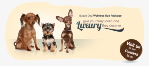 Spagodog Wellness Spa Package - Dog Decoder By David Alderton