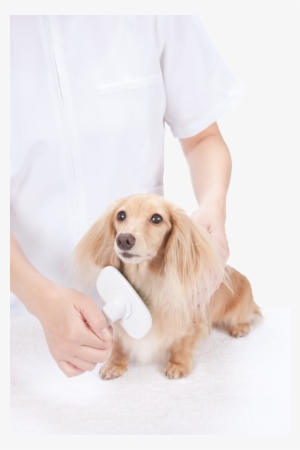 Petland Joplin Grooming - Cocker Spaniel