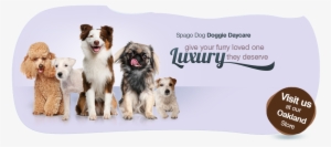 Spagodog A La Carte Package