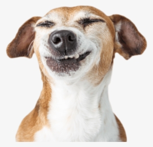 Your Pet Will Love The Care - Funny Dog Photo White Background