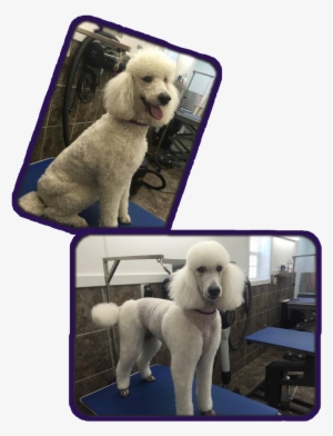 **all Prices Are Subject To Change And Are Based On - Child Grooming