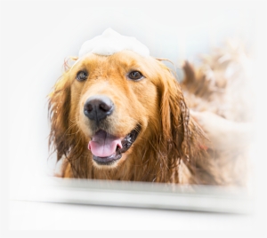 The Last Of Us - Dog Grooming Voucher