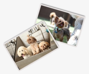 For Those Dogs Who Are Hotel Guests, Baths Are Available - Labradoodle