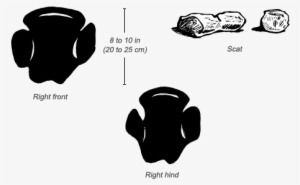 White Rhino Tracks And Scat - Rhino Feet Track