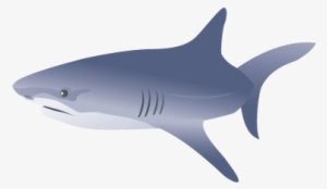Tiburon - Shark Vector