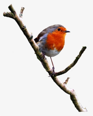 Birds Psd Image - Bird On Branch Png