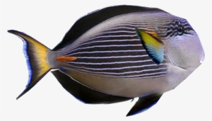 Sohal Tang - Pomacentridae