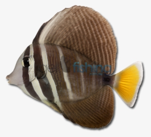 Sailfin Tang