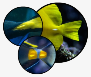 Check Out Those "scalpels" At The Base Of Their - Blue Tang Scalpel