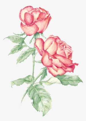 Rose - Floribunda