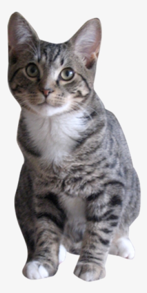 Why Choose A Grey Tabby Cat To Be The Star Of Your - Gray Tabby Cat Png