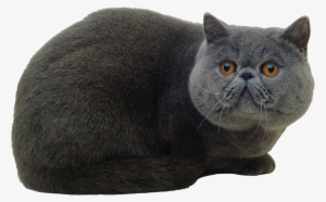 Cat Png - Кошка Пнг
