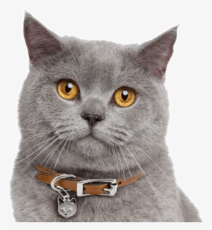 Search - British Cinnamon Shorthair Cat