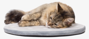 Kitty Nap Pad Light Gray - Domestic Short-haired Cat