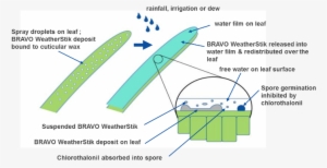 Actually Benefit From Light Rain By Improving The Redistribution - Rainfastness