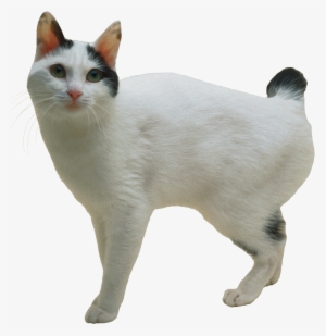 Cat Png - Japanese Bobtail Cat Breed