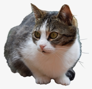 A Cutout Photo Of A Gray And White Cat, Ready To Pounce - Cat Billi