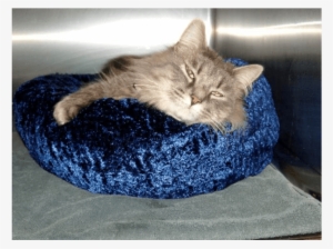 Gray Cat In Blue Bed - Cat
