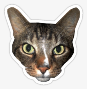 Cat Face Png Download " - Cat Face Stickers Png