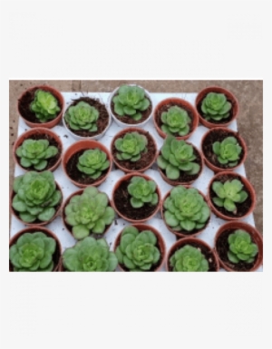 Aeonium 'lily Pad' Live Succulent Plants With Plastic - Tree Houseleek