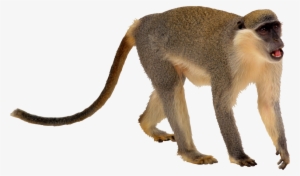 Monkey Png Transparent - Monkey