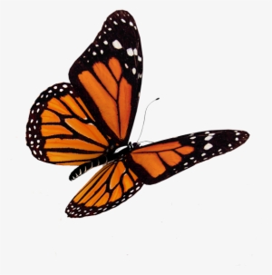 Butterflies - - Quotes On All Souls Day