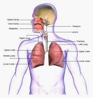 Respiratory System