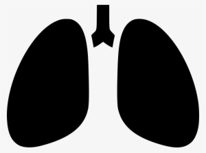 Lungs Breathing Chest X Ray Anatomytuberculosis Comments