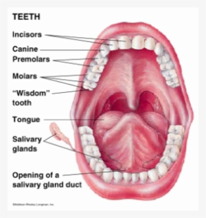 Big Hole - Teeth Diagram