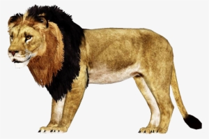 African Lion - Zt2 African Lion Remake