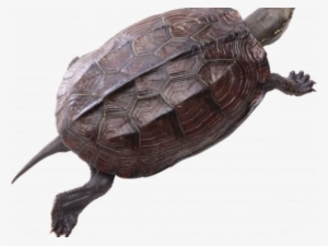 Snapping Turtle Png Transparent Images - Turtle