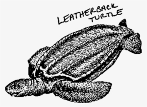 Loggerhead Sea Turtle Leatherback Sea Turtle Tortoise - Leatherback Turtle Clipart