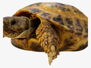 Sea Turtle Clipart Transparent Background - Friskies Optimal Fsk Turtles Vegetarian 130 Gr