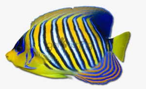 Angelfish Png Transparent Hd Photo - Clipart Of A Transparent Fish