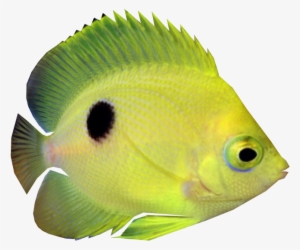 Narc Angelfish - Coral Reef Fish
