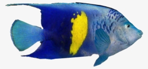 Arabian Angelfish V2 - Coral Reef Fish