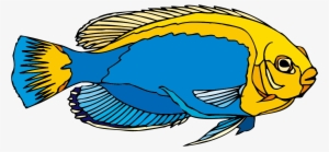 Angelfish Clipart Blue Yellow Fish - Freshwater Angelfish