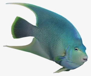Angel Fish Png - Angelfish