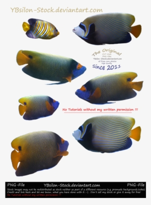 Angel Fishes By Ybsilon-stock - Holacanthus