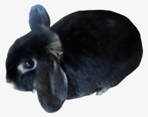Black Bunny Rabbit - Black Bunny