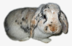 Free Icons Png - Rabbits Clip Art Transparent Background