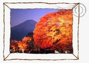 Explore Mount Fuji - 河口湖 紅葉