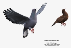 Net Sorted, The Flight Of The Dove - Bird 3d Png