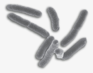 Image Of E - Mycobacterium Tuberculosis Png