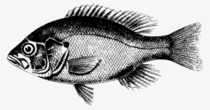 Animal Fish Freshwater River Fish Fish Fis - Fish Pictures Black And White
