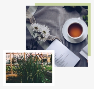 Contact Ciandra Jackson - Herbal Remedies: 2 Books In 1: Herb Gardening And Herbal