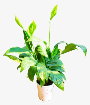 If You Like This Template And Want To Use Them, Please - Flowerpot