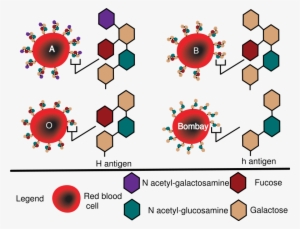 Https - //upload - Wikimedia - - Red Cell Antigen Structure