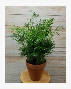 Chamaecyparis Obtusa Nana Gracilis Bonsai