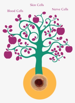 Our Body's Stem Cells Which Are Similar To A Seed Of - Brand You Can Trust